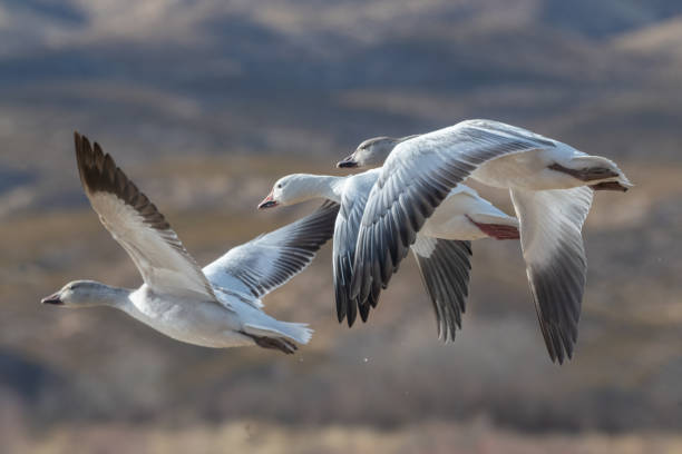 Photo of Snow geese in flight up close
