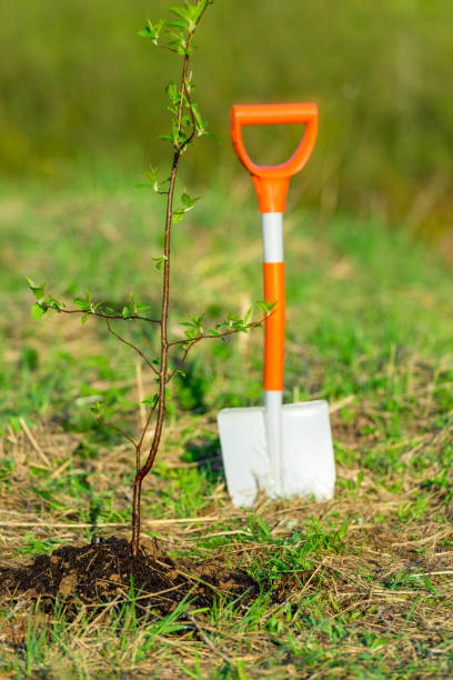 istock shovel and tree sprout spring planting in the park concept ecology, tree planting 1359426149