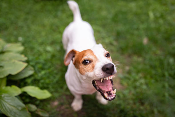 istock The dog barks at the camera. Jack Russell Terrier. 1359426495