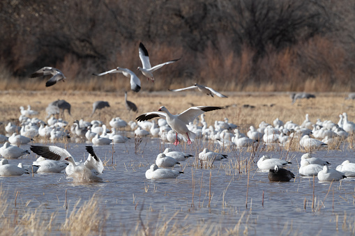 Snow geese landing on water up close at the Bosque del Apache National Wildlife Refuge near Socorro, New Mexico in southwestern USA. Larger cities nearby are Albuquerque, Santa Fe and El Paso.