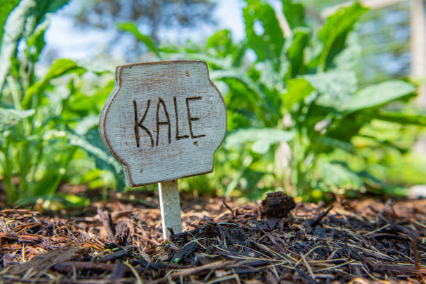 A front view photo of kale in the garden
