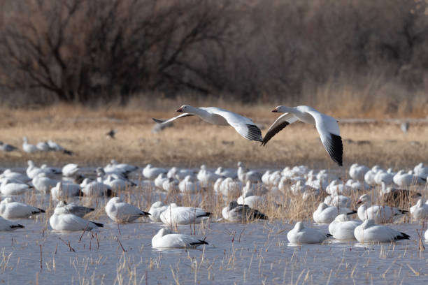 Snow geese, anser caerulescens, in flight. Bird migration.