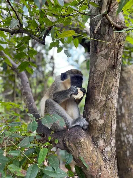 Photo of Barbados Green Monkey, eating