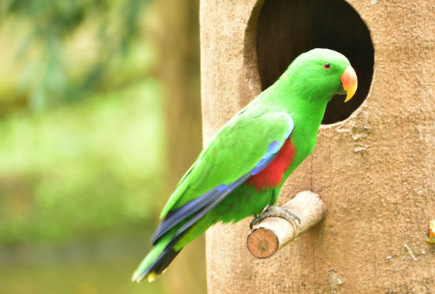 Eclectus roratus, The Eclectus parrot bird Male Eclectus roratus, The eclectus parrot relaxing in his nest in the conservation forest eclectus parrot stock pictures, royalty-free photos & images