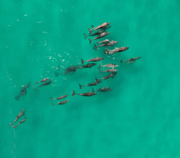 istock Dolphins pod swimming through blue pristine water 1359432701