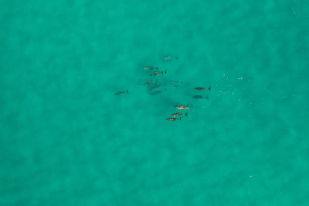istock Dolphins pod swimming through blue pristine water 1359432704