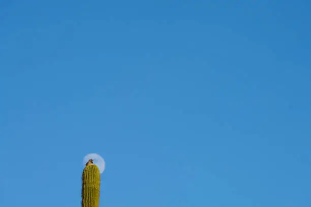 Photo of Gilded Flicker, Saguaro Cactus and Moon