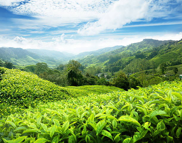 istock Tea plantation Cameron highlands, Malaysia 135943350