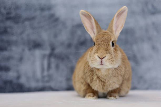 istock Rufus Rabbit on white with gray plush background copy space on left 1359433777