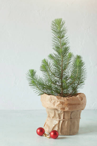 istock Mini Christmas tree on the white wall background 1359433908