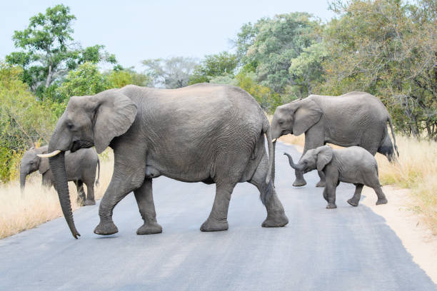 istock African Elephant Family Crossing 1359434622