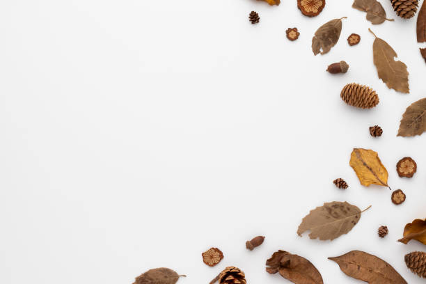 istock Autumn composition, dried leaves.  and pine cones on white background. Flat lay, top view with copy space 1359436372