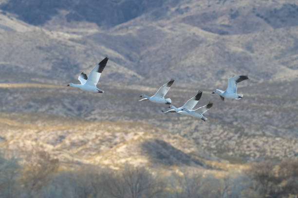 istock Snow geese in flight with mountain background 1359436418