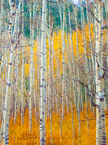 A Stand of Aspen trees-Near Aspen Colorado