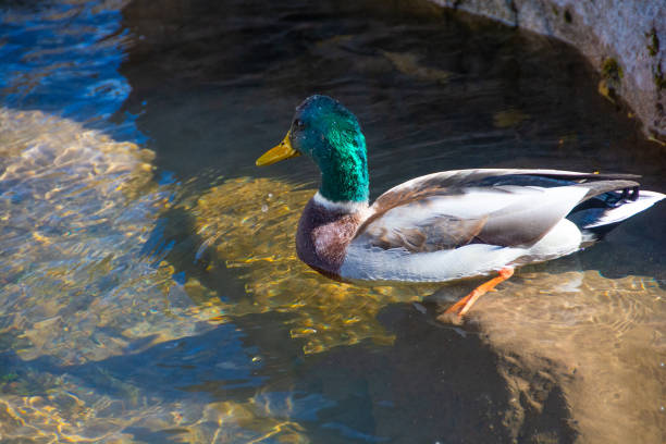 Duck-Malard Drake in a clear mountain stream-Aspen,Colorado