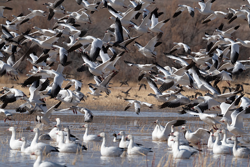 Snow white Snow geese large flock in flight at the Bosque del Apache National Wildlife Refuge near Socorro, New Mexico in southwestern USA. Larger cities nearby are Albuquerque, Santa Fe and El Paso.