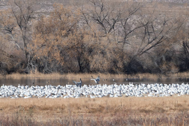istock Snow white Snow geese flock and Sandhill cranes on pond 1359442382