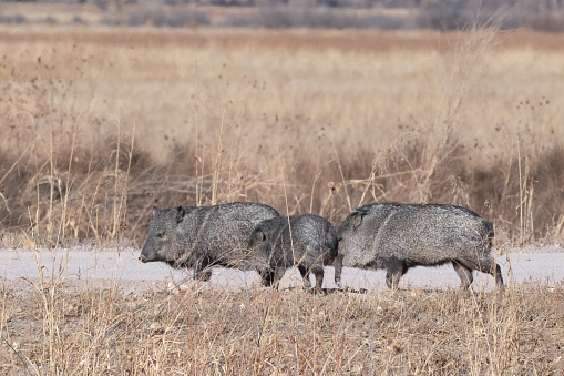 Three peccary in New Mexico wilderness area at the Bosque del Apache wildlife refuge near Socorro, New Mexico in southwestern USA. A peccary is a medium sized pig-like hoofed mammal of the family Tayassuidae., sometimes called javelina.