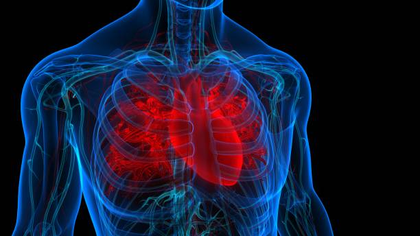 istock Human Circulatory System Heart Anatomy 1359447337