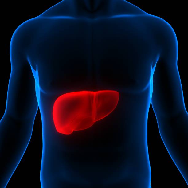 istock Human Internal Digestive Organ Liver Anatomy 1359447357
