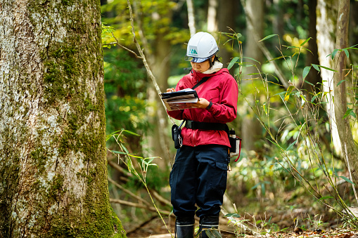 A young female researcher or environmentalist with data gathering equipment in the forest.