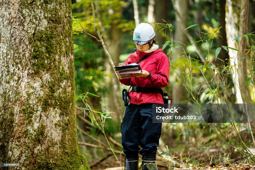 Young female researcher or environmentalist with data gathering equipment in the forest A young female researcher or environmentalist with data gathering equipment in the forest. Lumber Industry Stock Photo