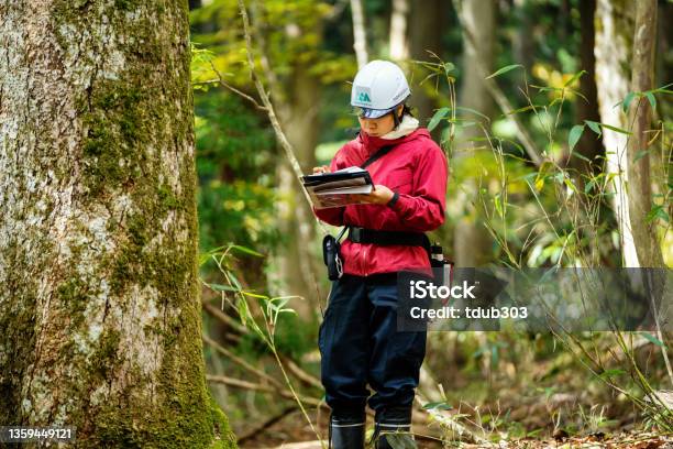 Young Female Researcher Or Environmentalist With Data Gathering Equipment In The Forest Stock Photo - Download Image Now