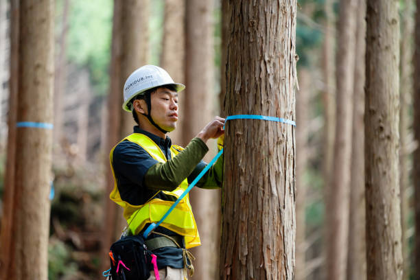 istock Forestry worker measuring and marking trees for harvest at a selective logging site 1359449295