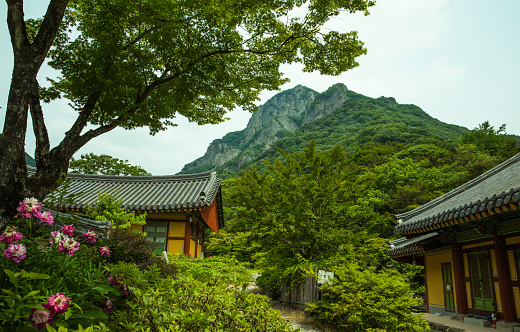 Summer scenery of Baekyangsa Temple in Jangseong, where the cool green is beautiful