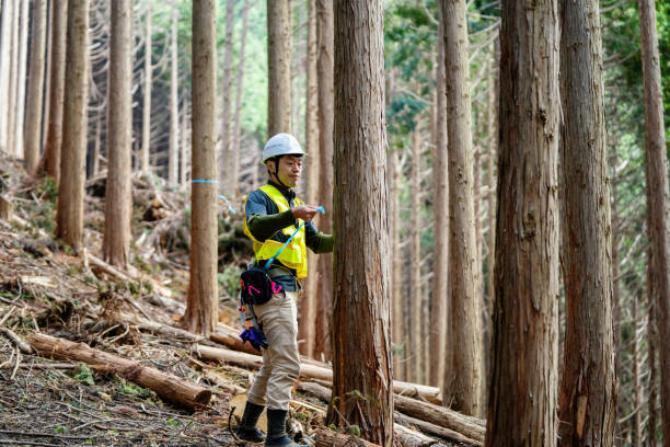 istock Forestry worker measuring and marking trees for harvest at a selective logging site 1359450354