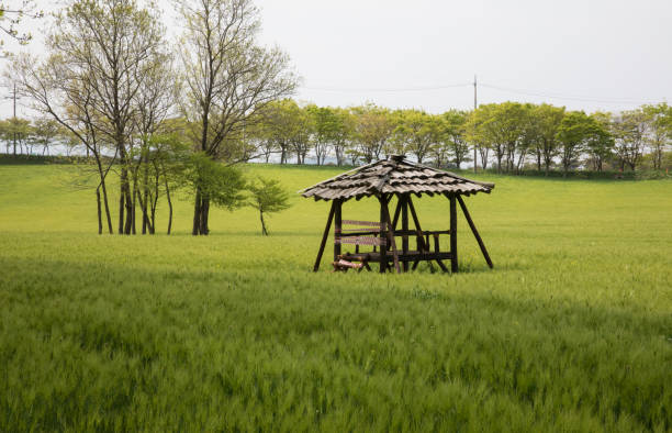 Green barley fields and huts at Gochang Academy Farm