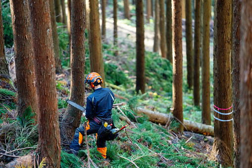 Mid adult lumberjack wearing protective work wear is cutting a tree with a chainsaw in the forest in rural Japan