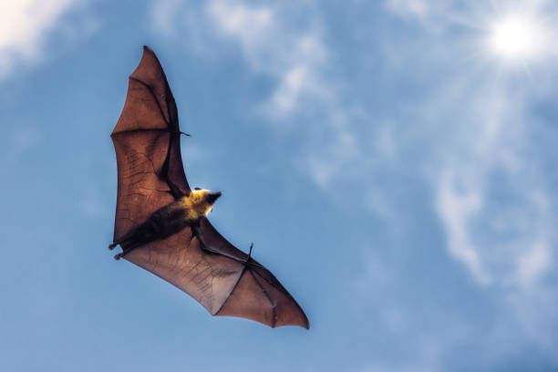 Flying Fruit Bat Against The Sun Wide Spread Wings Detail Male Fruit Bat flying mid-air with wide outstreched wings. Flying Bat against the sun and  blue skyscape. Typical Seychelles Fruit Bat - Flying Fox, East Africa, Africa. fruit bat stock pictures, royalty-free photos & images
