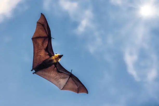 Male Fruit Bat flying mid-air with wide outstreched wings. Flying Bat against the sun and  blue skyscape. Typical Seychelles Fruit Bat - Flying Fox, East Africa, Africa.