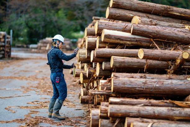 Mid adult forester measuring fallen timber and recording the data at a timber sorting facility