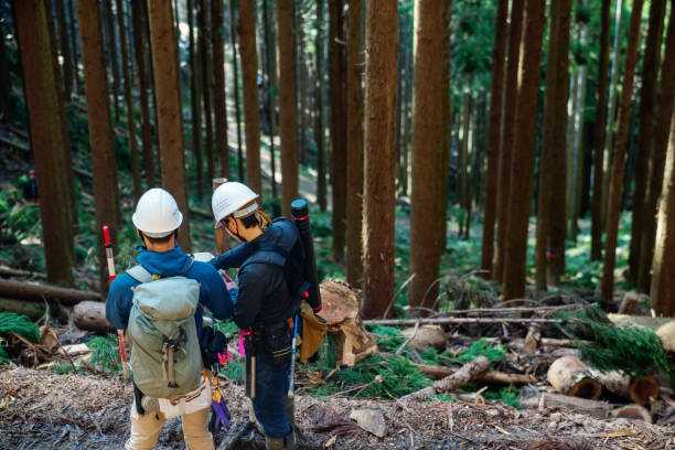 istock Two consultants using surveying equipment at a selective logging site 1359451518