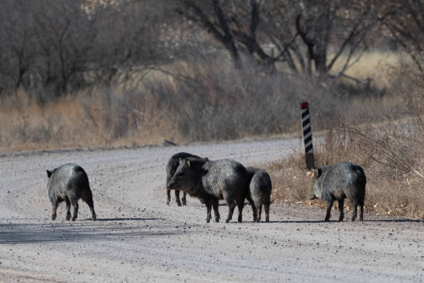 istock Peccary in New Mexico wilderness area 1359452396
