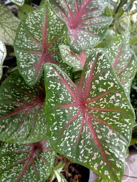 istock Beautiful alocasia leave plant. 1359452935