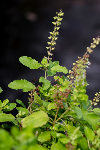 Tulsi or Holy basil tree in outdoor garden outdoor on sunny day