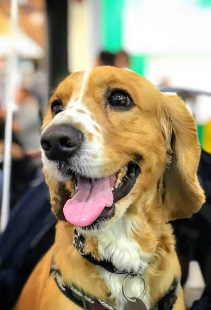 istock The dog's look 1359454012