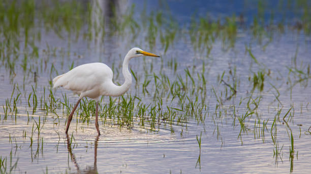 imagem da natureza selvagem de garça de gado no campo paddy - bird egret wildlife animal - fotografias e filmes do acervo