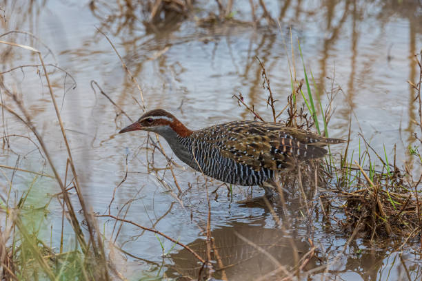 istock Nature wildlife image Buff Banded Rail bird on paddy filed. 1359456871