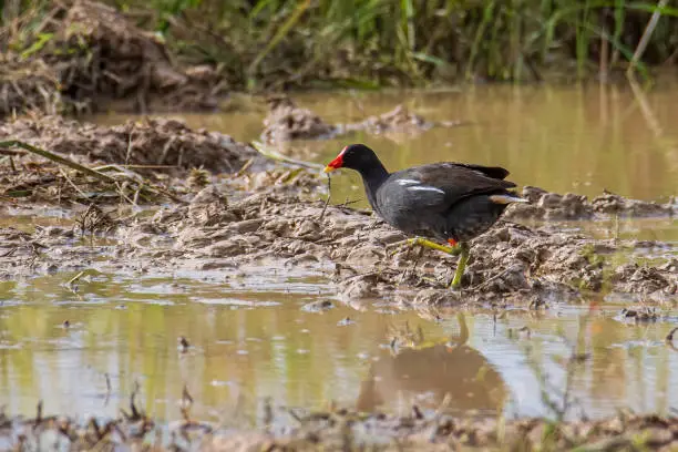 Photo of Bird Common Moorhen on paddy field