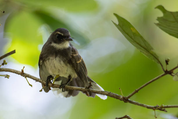 istock Pied Fantail bird (rhipidura javanica) perched on branch 1359456987