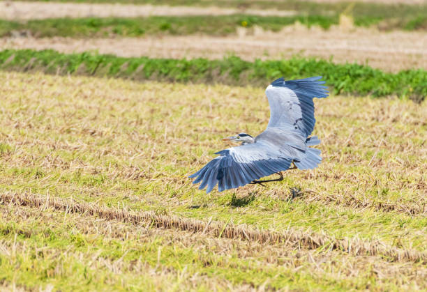 istock Rice harvesting and herons in Japan 1359457792