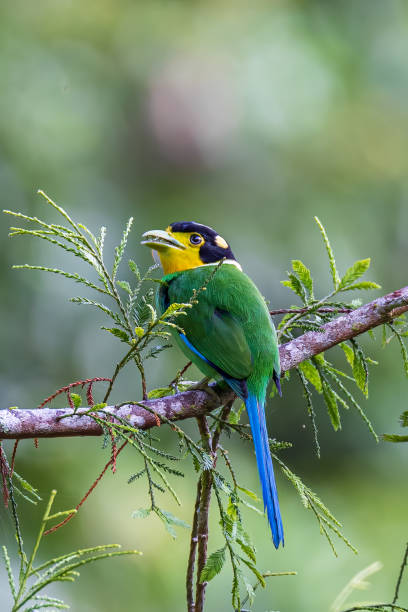istock Long-Tailed Broadbill bird on tree branch at Nature deep forest jungle 1359457919
