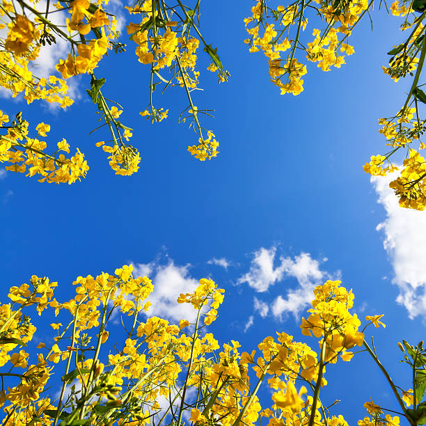 Canola Sky Look from below from a Canola Field in the sky walking point of view stock pictures, royalty-free photos & images