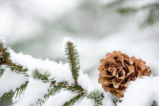 Close-up view of a spruce branch with cones in winter. Beautiful winter view