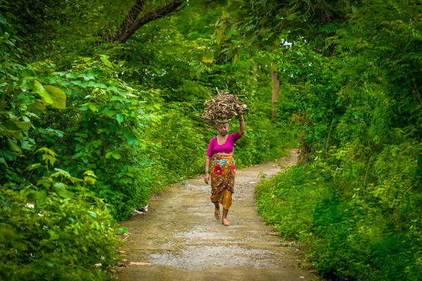 Mumbai, Maharastra - India - 19th September 2021 - A single old lady walks through a forest with firewood on the head