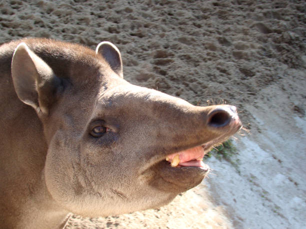 Tapirus kabomani. Tapir head close-up, outdoors. An adult animal, teeth, fangs, tongue are visible. Tapirus kabomani. Tapir head close-up, outdoors. An adult animal, teeth, fangs, tongue are visible tapirus terrestris stock pictures, royalty-free photos & images